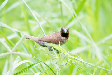 Scaly-breasted Munia