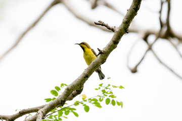 Obraz premium Olive-backed sunbird or Yellow-bellied sunbird