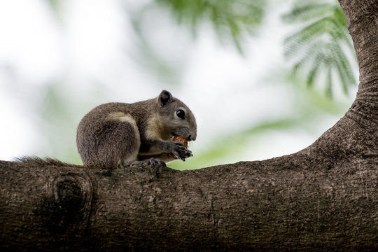 Variable Squirrel eating fruit on the trees