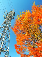 紅葉の欅と鉄塔