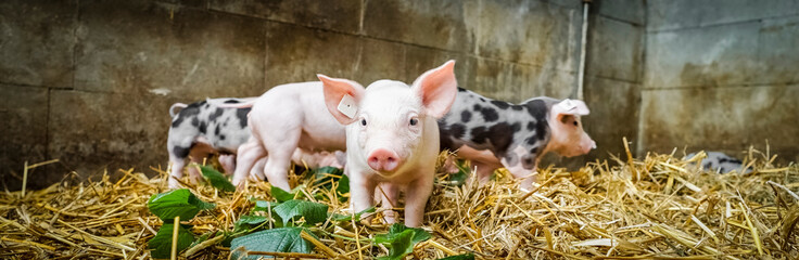 Ferkel im Stall mit Stroheinstreu, Banner © Countrypixel