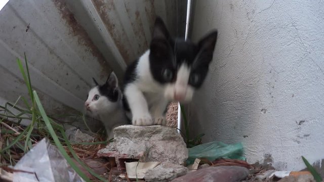 Due piccoli gatti randagi selvatici in città