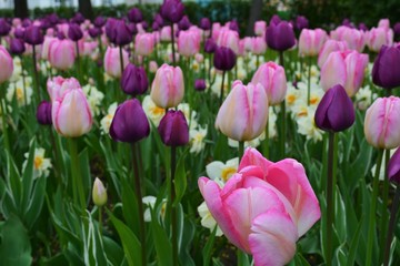 Fototapeta premium tulip