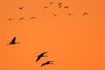 Kraniche fliegen in den Sonnenuntergang an der Ostsee Küste in Deutschland