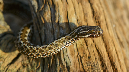 Steppe Viper (Vipera ursinii). poisonous snake, close up