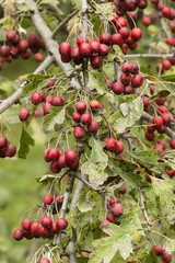 Common hawthorn fruits.