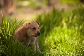 cute puppy sitting in grass