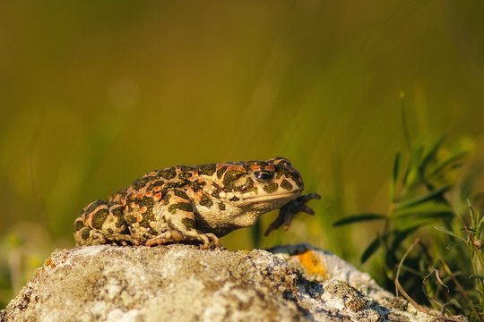 Bufo bufo The common toad, European toad