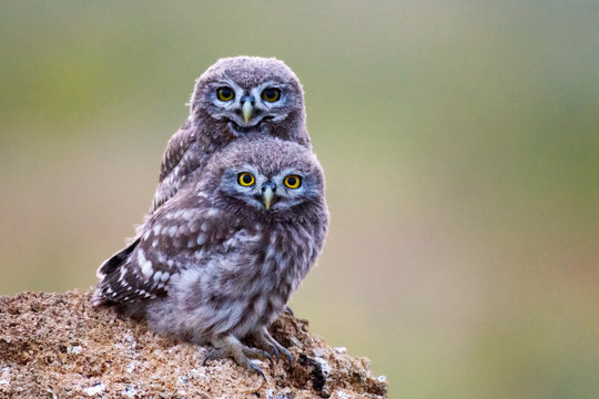 Two little owl (Athene noctua) is on the stone on a beautiful background