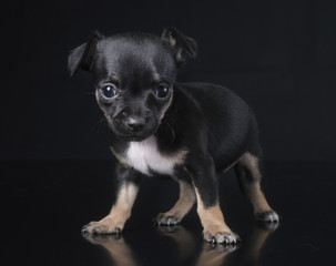 puppy chihuahua in studio