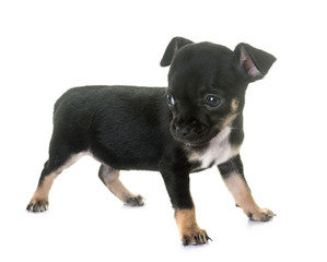 puppy chihuahua in studio