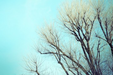 Fototapeta na wymiar Barer trees background in vintage style with blue light.