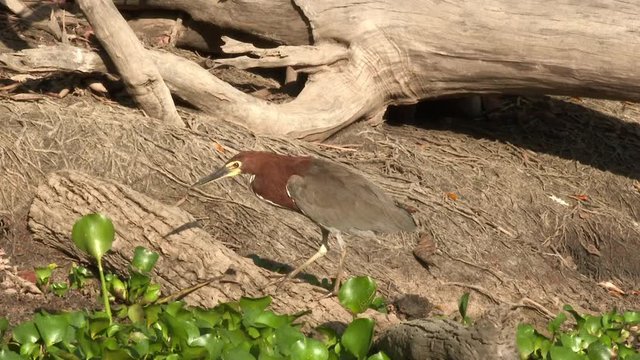 Rufescent Tiger-heron (Tigrisoma lineatum) shaking feathers and walking on Pixaim riveredge, Brazil.