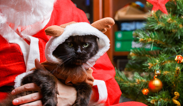 Picture of black cat in deer suit at Santa's arms