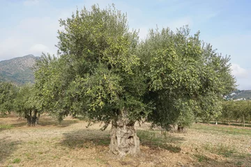 Papier Peint photo autocollant Olivier Un olivier avec des fruits dans un champ en Espagne, Méditerranée, Roses, Gérone, Catalogne, Alt Emporda