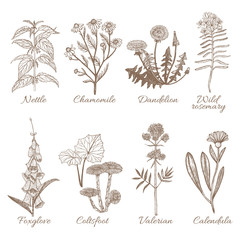 Set of Medicinal Plants. Collection in Hand Drawn Style. Vector Illustration of Nettle Chamomile Dandelion Wild Rosemary Foxglove Coltsfoot Valerian Calendula © feirin