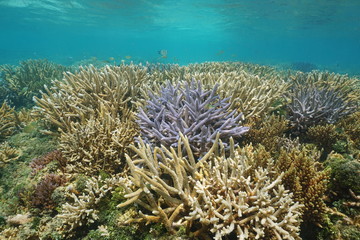 Naklejka na ściany i meble Oceania New Caledonia coral reef in good health underwater, south Pacific ocean, lagoon of Grande Terre island