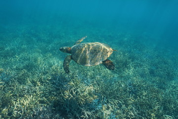 Obraz premium South Pacific ocean underwater a hawksbill sea turtle Eretmochelys imbricata, swims over a coral reef, New Caledonia, Oceania