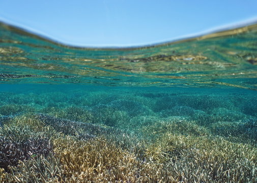 Shallow seabed covered by Acropora staghorn corals in good health underwater and blue sky above water surface, New Caledonia, south Pacific ocean, Oceania