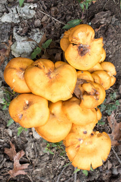 Birds-eye-view Orangish Yellow Fungus Mushrooms