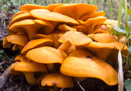 Orangish Yellow Fungus Mushrooms