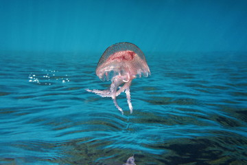 Naklejka premium Underwater sea surface with a jellyfish mauve stinger Pelagia Noctiluca, inverted image, Mediterranean, Cote d'Azur, France