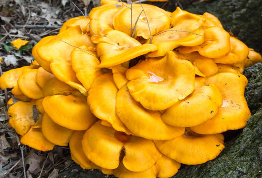 Orange Fungus near Tree