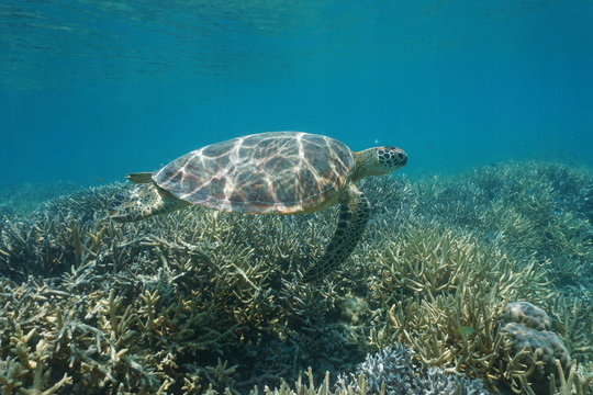 Underwater a green sea turtle Chelonia mydas, swims over a coral reef, New Caledonia, south Pacific ocean, Oceania