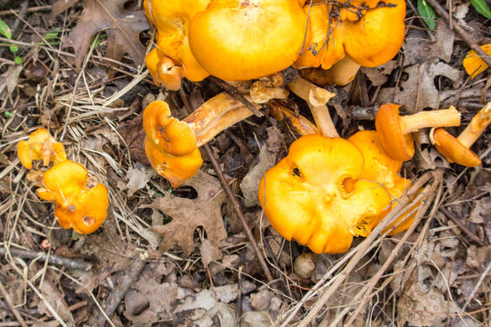Orange Fungus  In The Fall