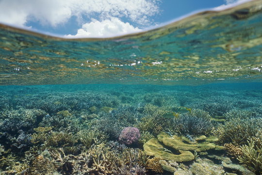 Underwater coral reef in good health and blue sky with cloud above water surface, lagoon of Grande Terre island, New Caledonia, south Pacific ocean, Oceania