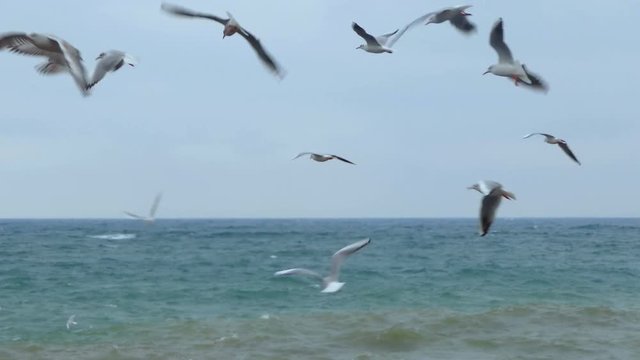 gulls and storm
