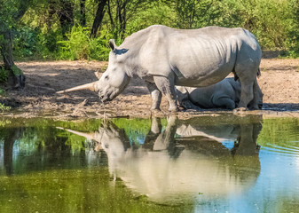 Fototapeta premium Mother white Rhino with its calf, Khama Rhino Sanctuary, Serowe, Botswana