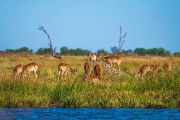 Naklejka na ściany i meble Red lechwe herd, Moremi Game Reserve, Okavango Delta, Botswana
