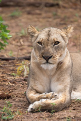 Close interaction with a playful lioness, Chobe riverfront area, Serondela, Chobe National Park, Botswana