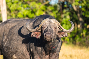 Buffalo closeup, Moremi Game Reserve, Okavango Delta, Botswana