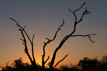 Fototapeta na wymiar Sunset, Moremi Game Reserve, Okavango Delta, Botswana