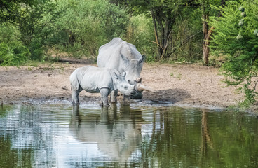 Mother white Rhino with its calf, Khama Rhino Sanctuary, Serowe, Botswana