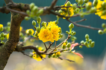 Yellow apricot blossom