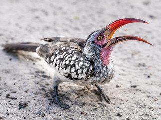 Red-billed hornbill, Moremi Game Reserve, Okavango Delta, Botswana