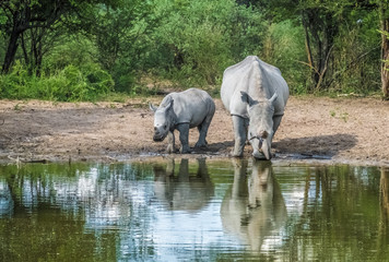 Mother white Rhino with its calf, Serowe, Botswana