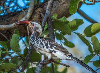 Red-billed hornbill, Moremi Game Reserve, Okavango Delta, Botswana
