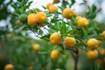 Kumquat tree. Together with Peach blossom tree, Kumquat is one of 2 must have trees in Vietnamese Lunar New Year holiday in north.