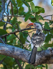 Red-billed hornbill, Moremi Game Reserve, Okavango Delta, Botswana
