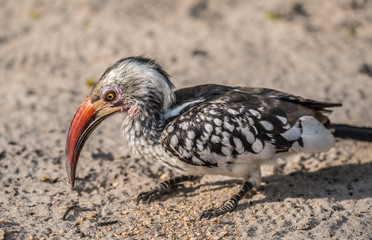 Red-billed hornbill, Moremi Game Reserve, Okavango Delta, Botswana