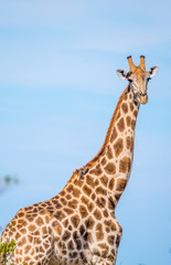Giraffe, Savuti, Chobe National Park, Botswana