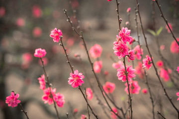 Peach flowers, the symbol of Vietnamese lunar new year