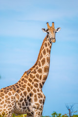 Giraffe, Savuti, Chobe National Park, Botswana