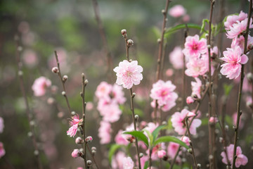Peach flowers, the symbol of Vietnamese lunar new year