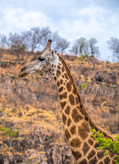 Giraffe, Savuti, Chobe National Park, Botswana
