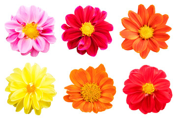 collection chrysanthemum Colorful isolated on white background.